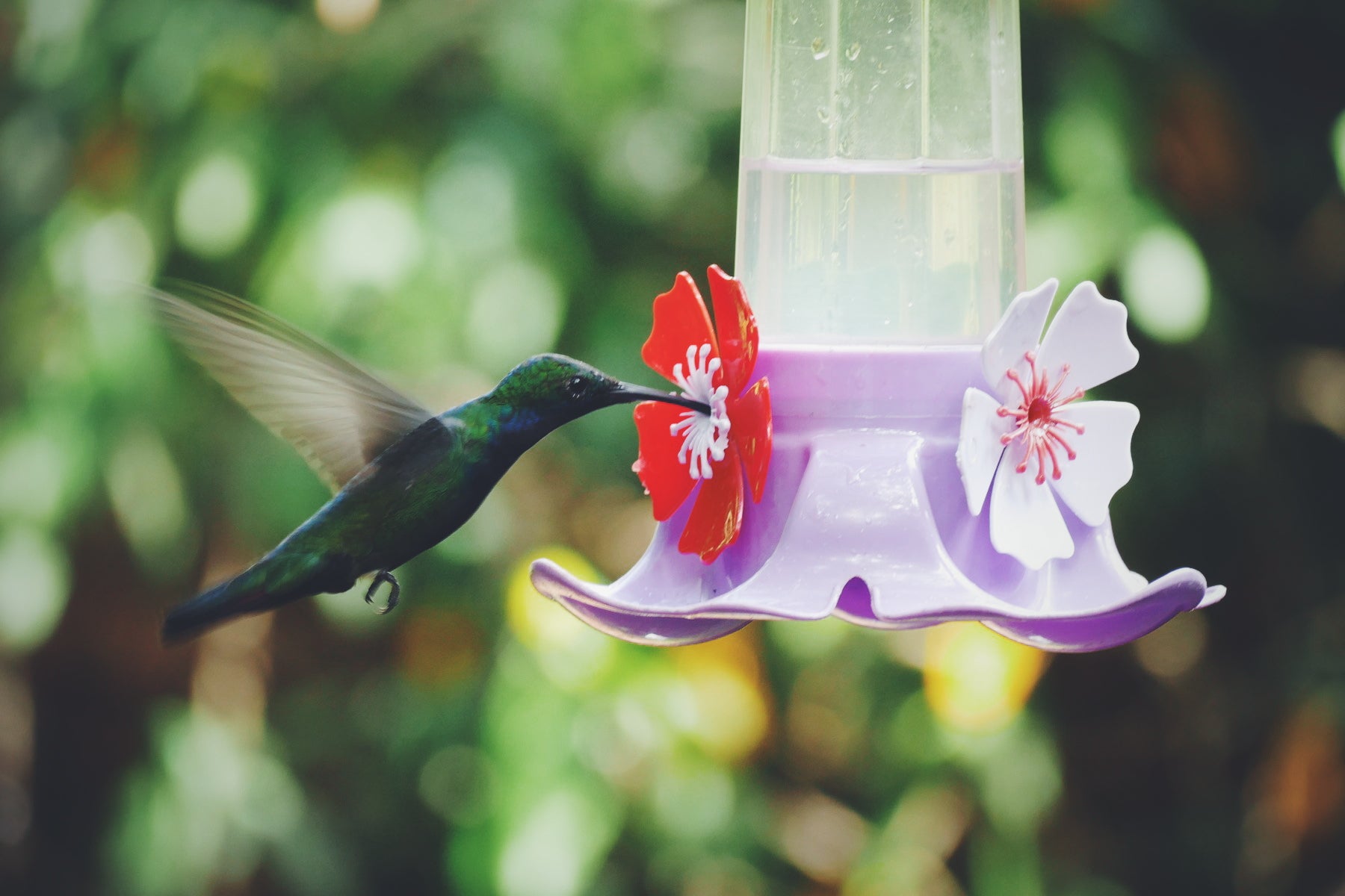 A Black-throated Mango at a hummingbird feeder in Puerto Iguazu. Noah Strycker